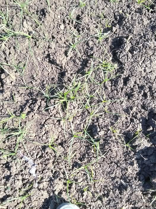 السلام عليكم السعد ده موجود في الارض وهتتزرع قطن أرش اي اقوي حاجه تقضي عليه